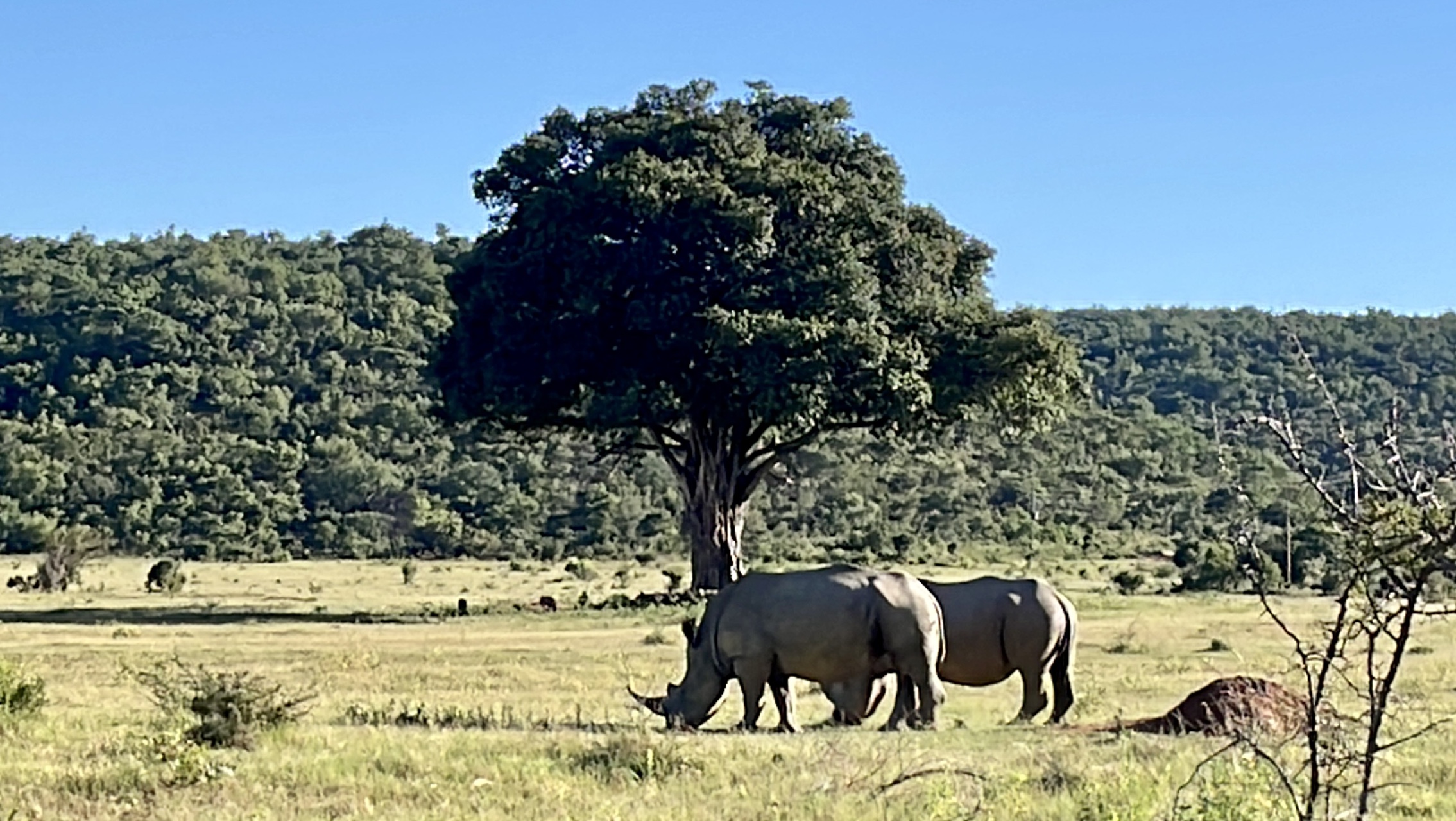 Rhino's grazing in the wild