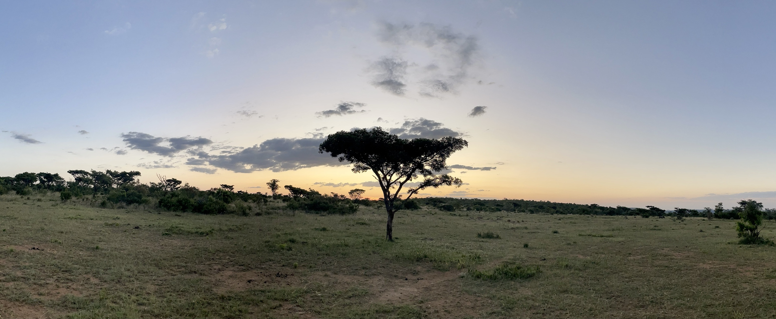 Safari Sunset