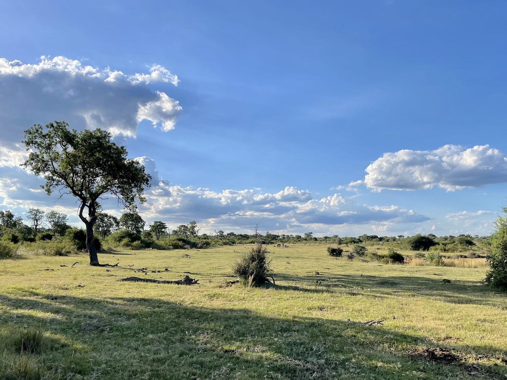 View of the African safari